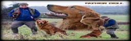 Golden Retriever dogs for sale: KC 𝑫𝒂𝒓𝒌 𝑹𝒆𝒕𝒓𝒊𝒆𝒗𝒆𝒓 𝑷𝒖𝒑𝒑𝒊𝒆𝒔 - Advert 4