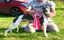 Whippet dogs for sale: Beautiful KC whippet pups for sale :) - Image 13