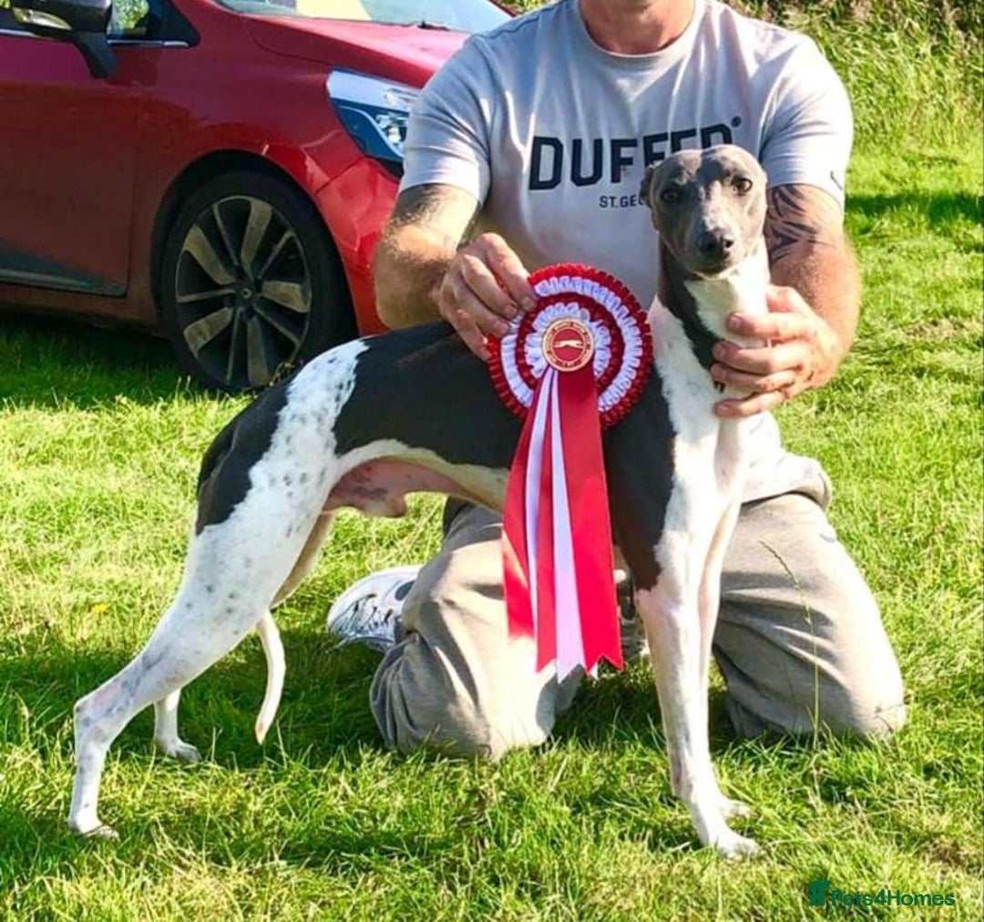 Whippet dogs for sale: Beautiful KC whippet pups for sale :) - Image 13