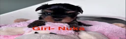 Yorkshire Terrier dogs for sale: Beautiful Yorkshire Terrier Puppies  - Advert 7