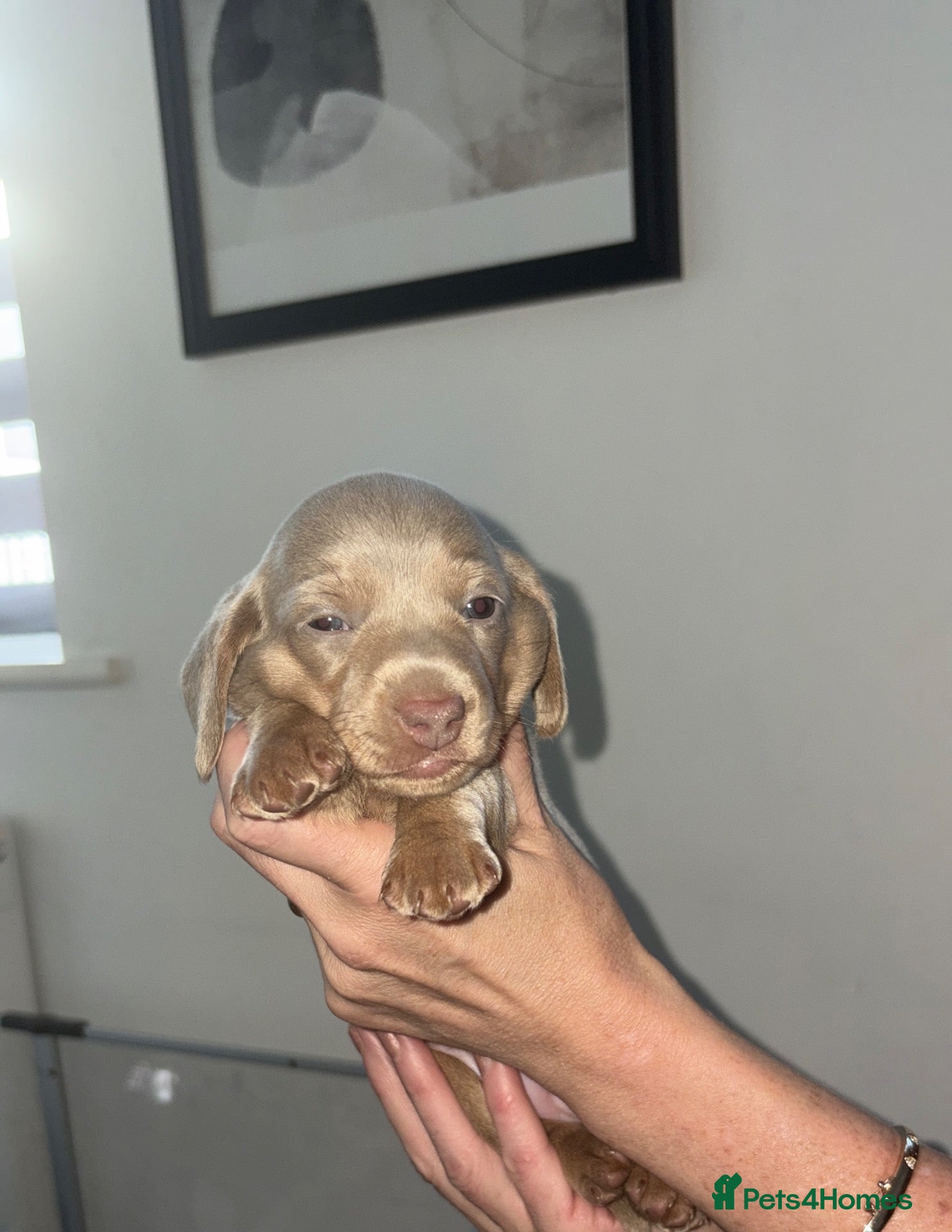 Miniature Dachshund dogs LILAC KC REGISTERED MINATURE DACHSHUND PUPPIES  - Advert 11