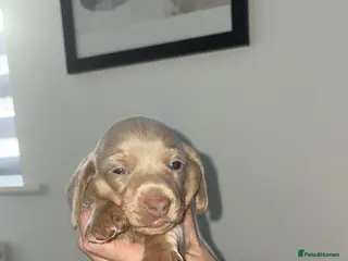 Miniature Dachshund dogs LILAC KC REGISTERED MINATURE DACHSHUND PUPPIES - Advert 16