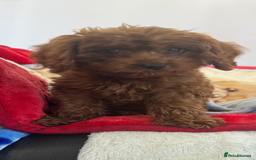 Cavapoo dogs for sale: Cavapoo BOY pup ready now ⭐️⭐️⭐️ - Image 3