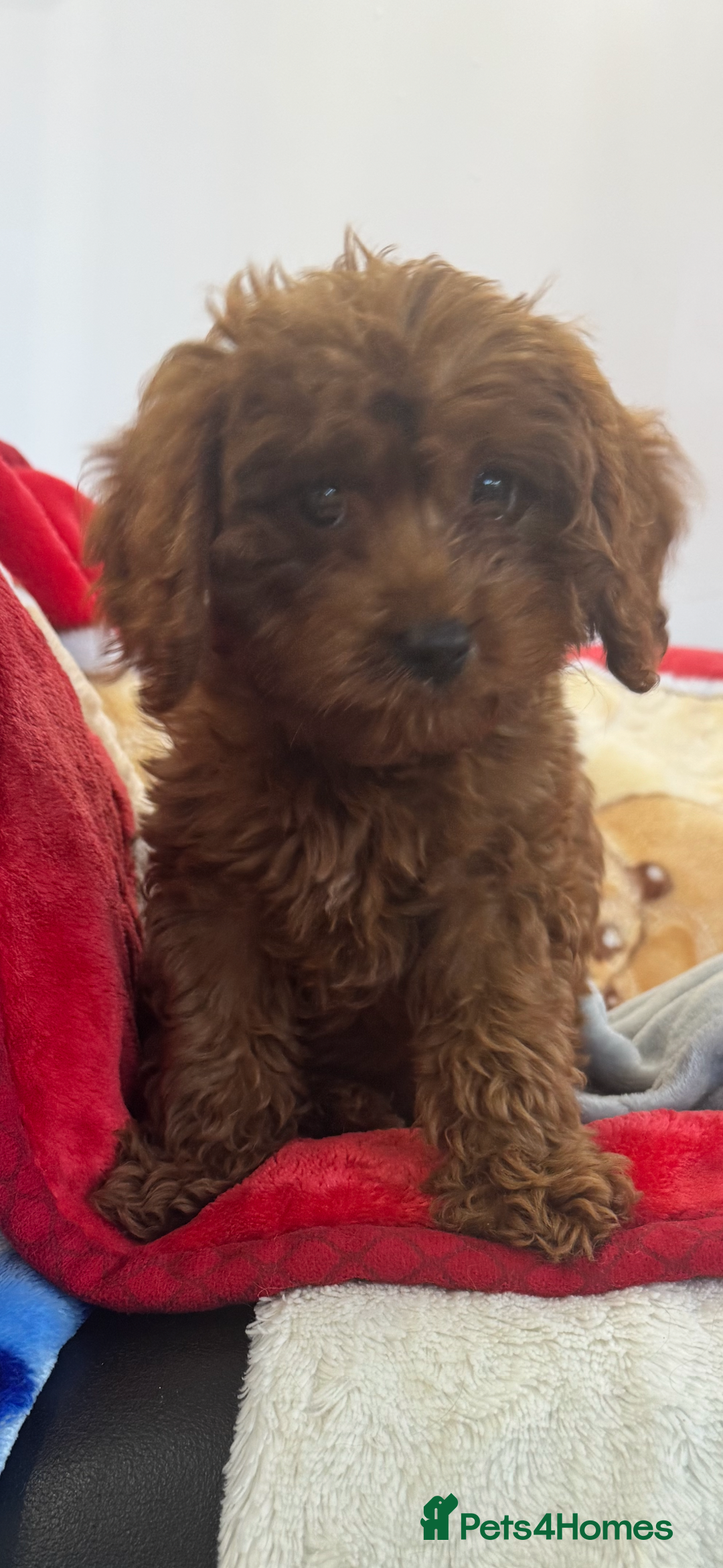 Cavapoo dogs for sale: Cavapoo BOY pup ready now ⭐️⭐️⭐️ - Image 3