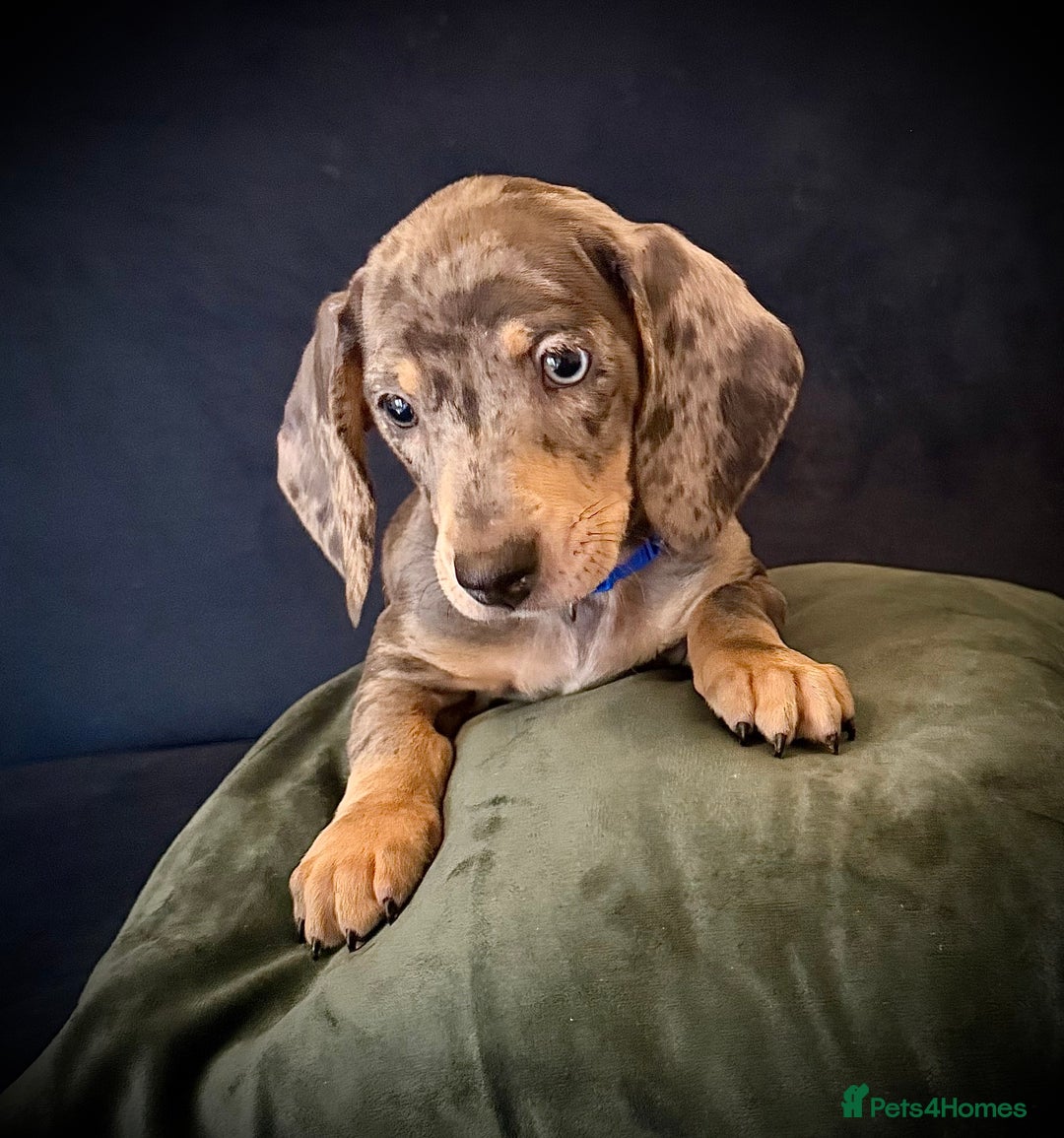 Miniature Dachshund dogs for sale: KC registered miniature Dachshund puppies  - Advert 15