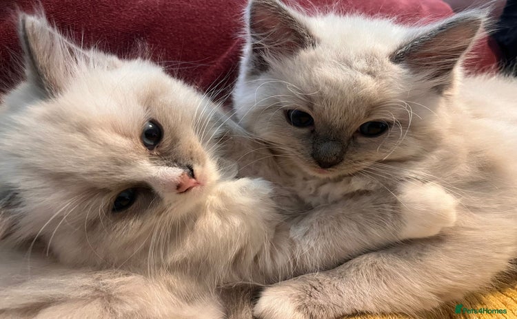 Ragdoll cats - Advert 4