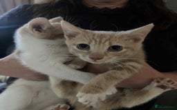 Mixed Breed cats for sale: Two male kittens  - Image 2