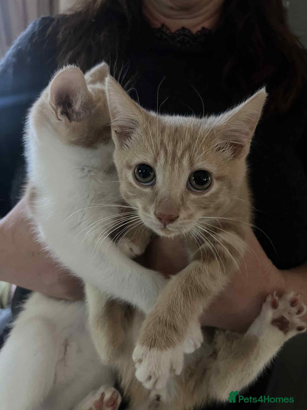Mixed Breed cats for sale: Two male kittens  - Image 2