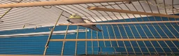 Cockatiels birds for sale: Cockatiel and cage  in Sanquhar - Advert 2