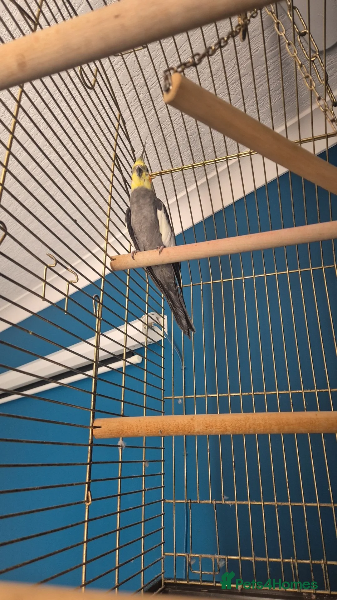 Cockatiels birds for sale: Cockatiel and cage  in Sanquhar - Advert 2