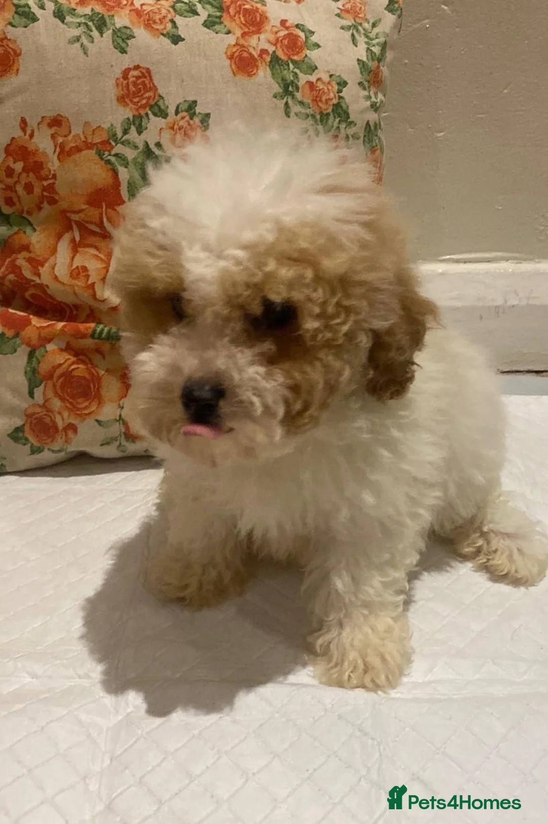 Cavapoo dogs for sale: F2 Cavapoo puppies available  - Advert 8