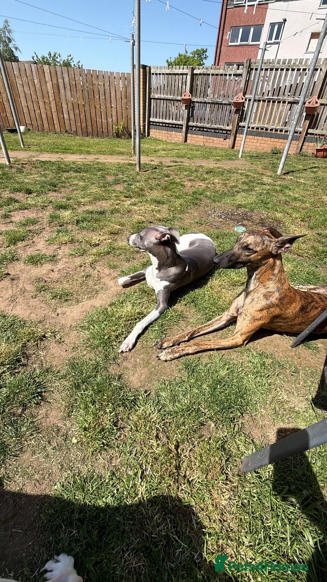 Whippet dogs for stud: Bruno Stud  - Advert 2