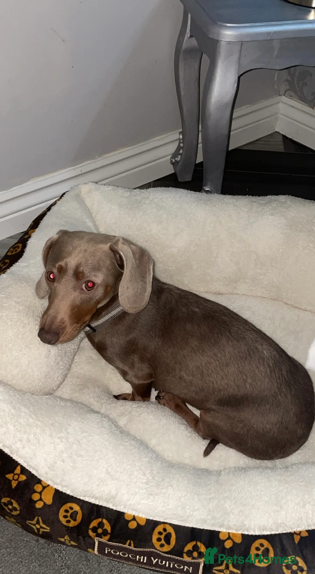 Miniature Dachshund dogs for sale: Dachshund Silver Delph  - Advert 2