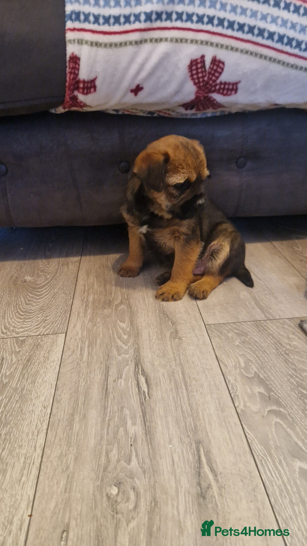 Border Terrier dogs for sale: 2 excellent show quality border terrier dog pups - Advert 4