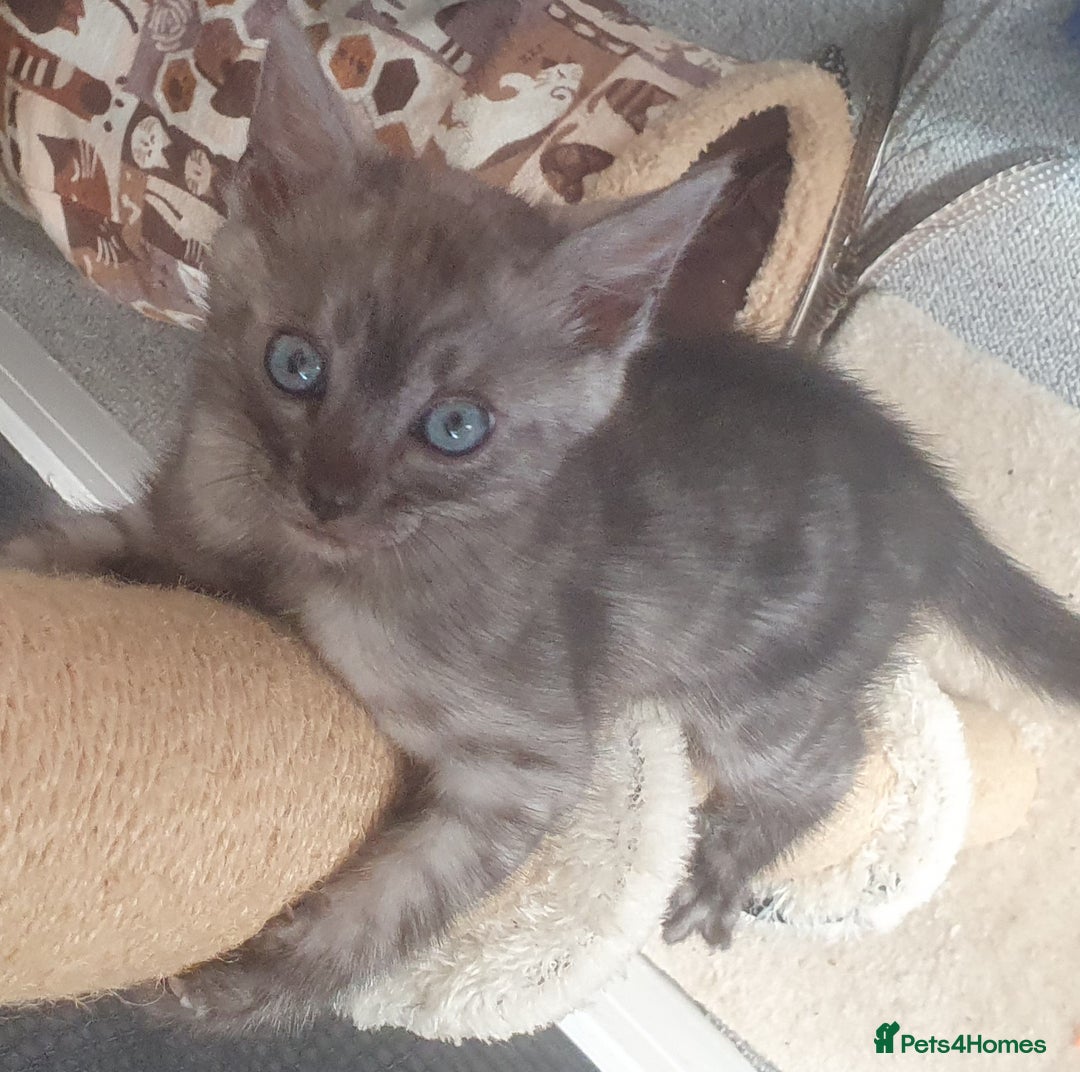 Bengal cats for sale: Silver bengal kitten  - Image 3