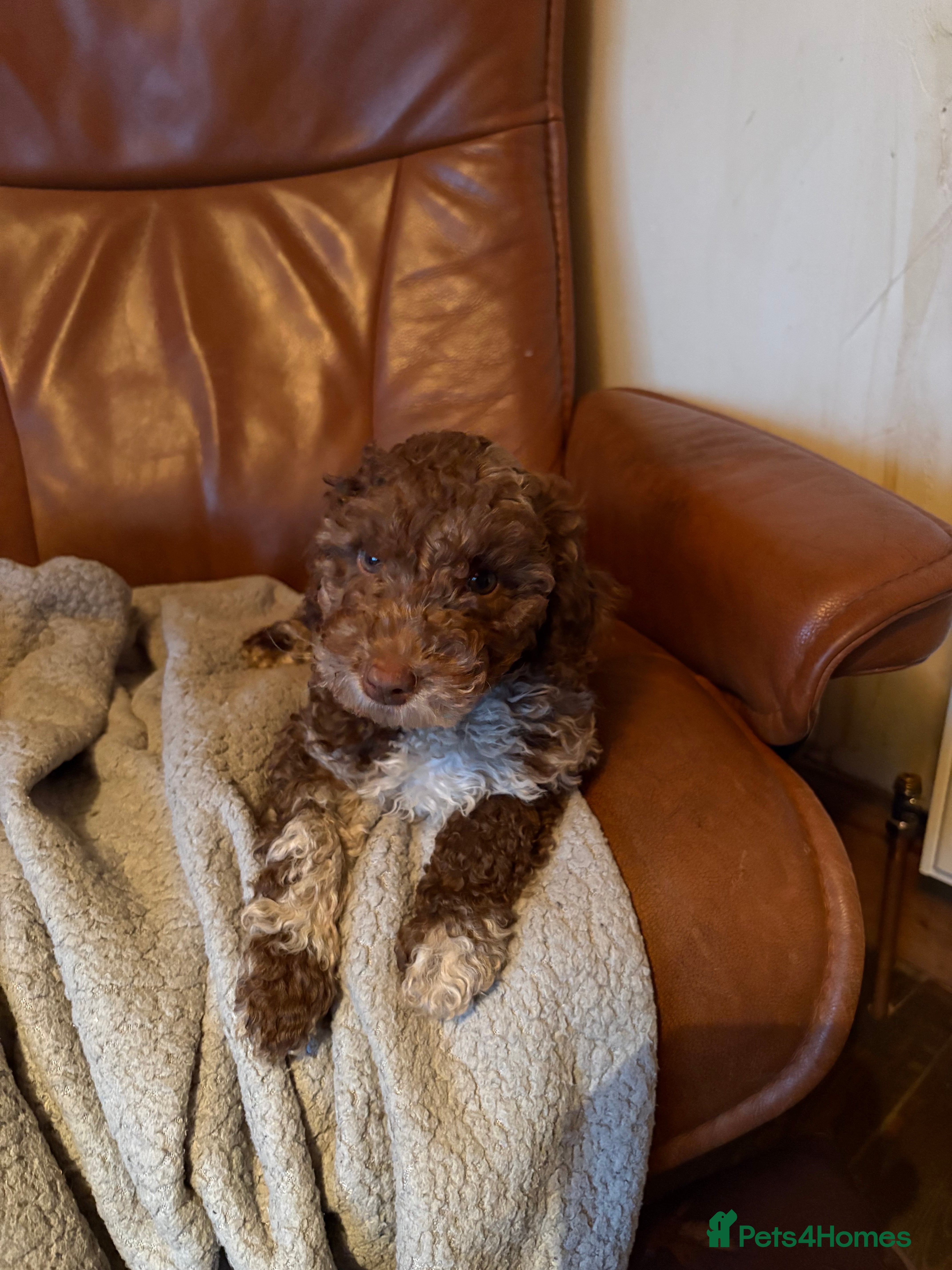 Cockapoo dogs F1b cockapoo puppies - Advert 2