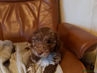 Cockapoo dogs F1b cockapoo puppies - Advert 2