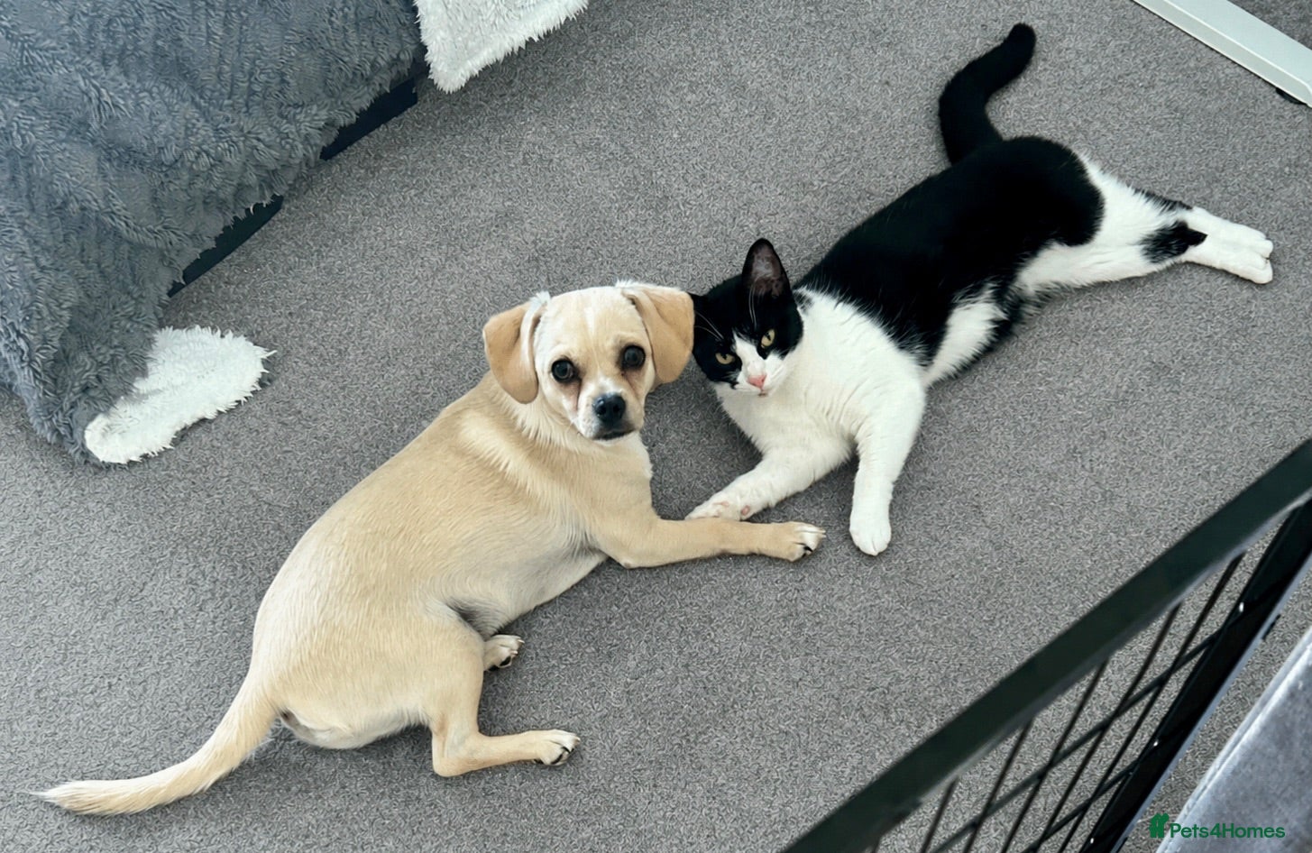 Mixed Breed dogs Extremely Reluctant Sale, Gorgeous Loving Pup - Advert 1