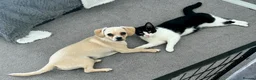 Mixed Breed dogs for sale: Extremely Reluctant Sale, Gorgeous Loving Pup - Advert 1