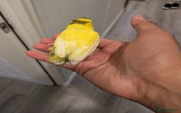 Canaries birds for sale: Yellow canary - Image 1