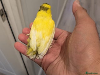 Canaries birds for sale - Advert 1