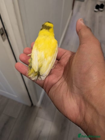 Canaries birds - Advert 2