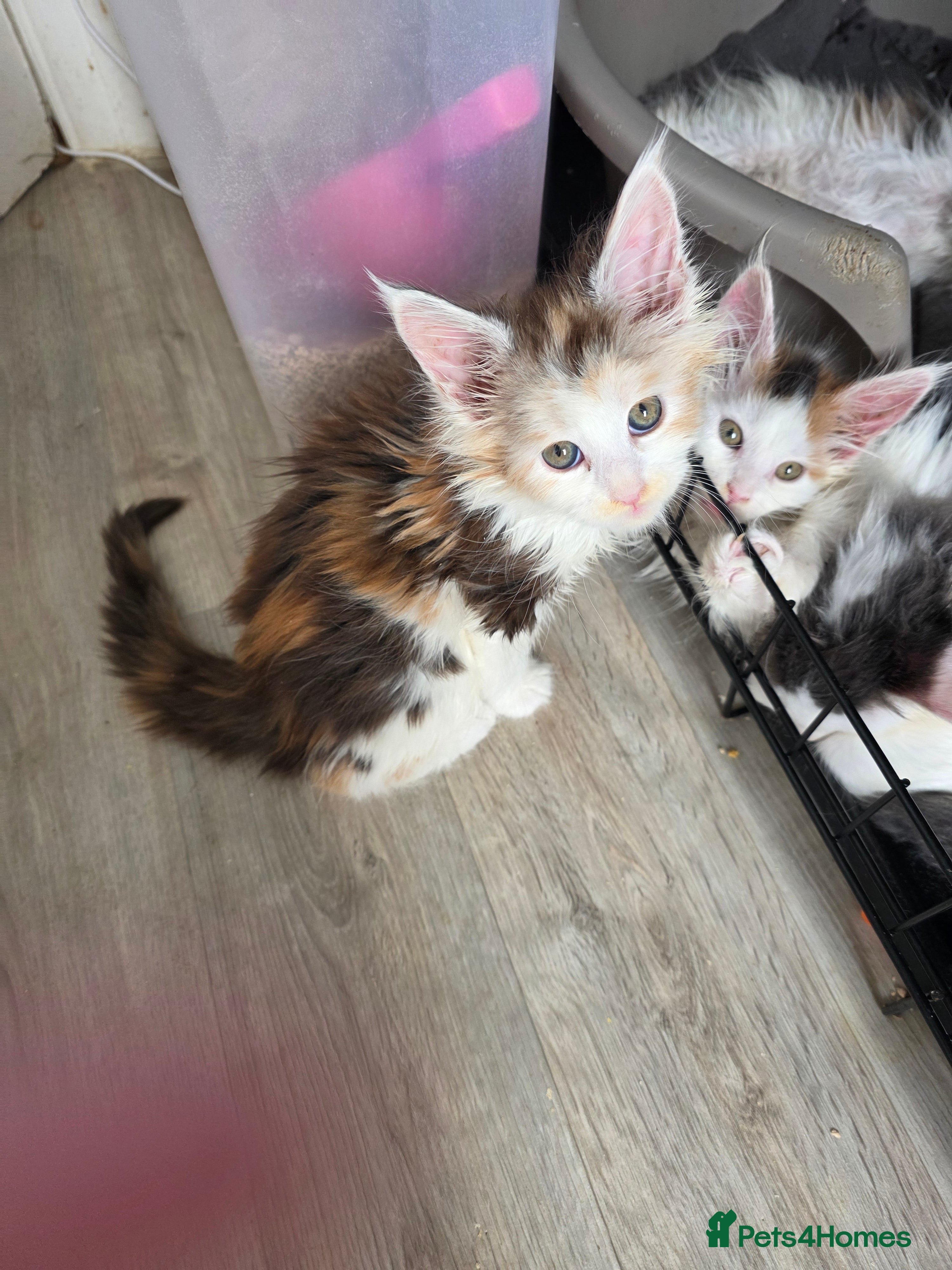 Maine Coon cats MAINE COON KITTENS   - Advert 15