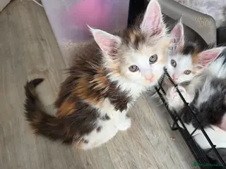 Maine Coon cats MAINE COON KITTENS - Advert 15