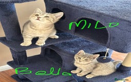 British Shorthair cats for sale: Beautiful British Shorthair Kittens - Ready Now - Advert 12