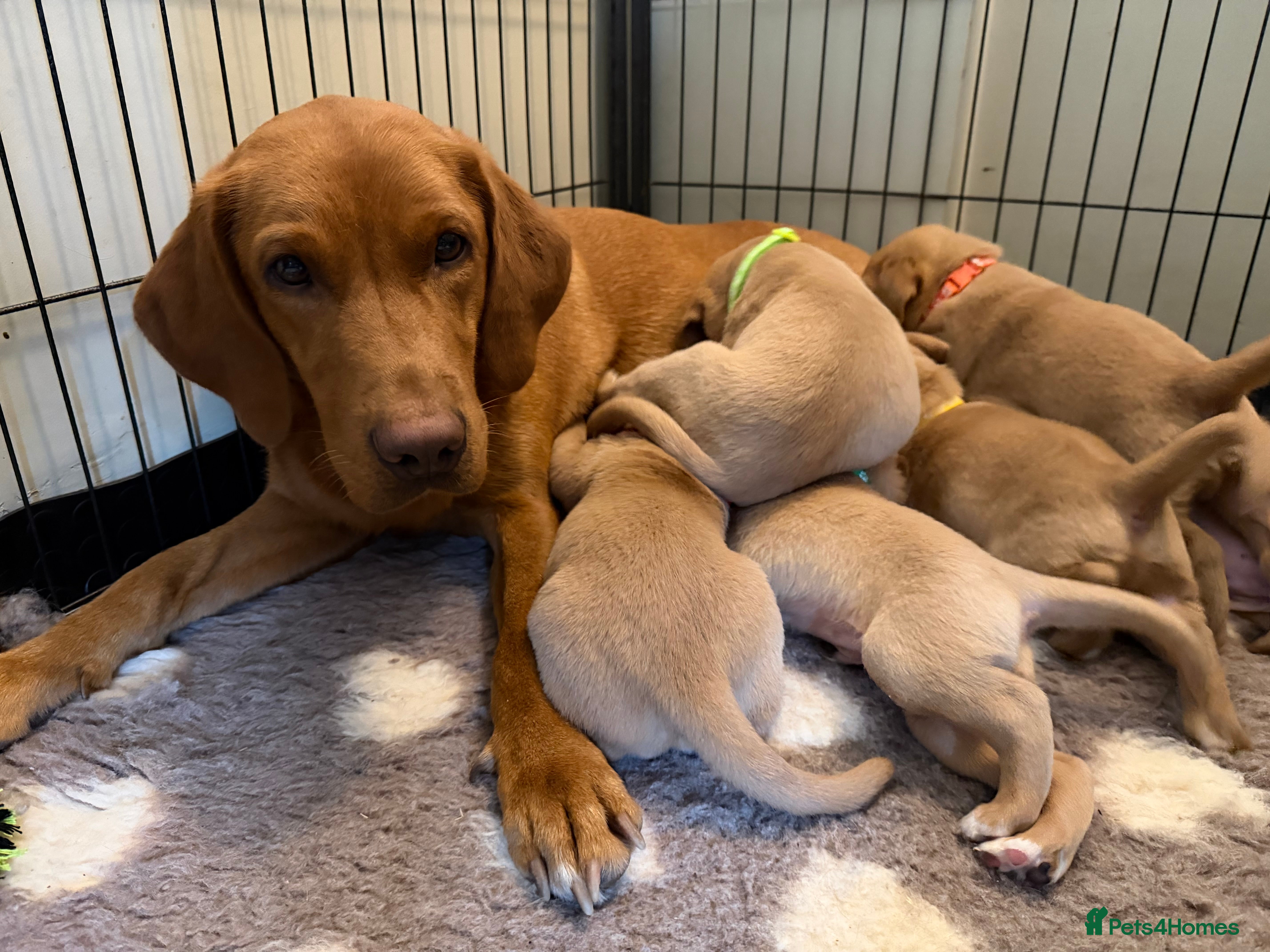 Labrador Retriever dogs for sale: Fox red/yellow Labrador puppies - Advert 2