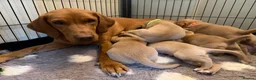 Labrador Retriever dogs for sale: Fox red/yellow Labrador puppies - Advert 2