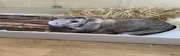 Mini Lop rabbits for sale: Grey mini lop rabbit  - Advert 3