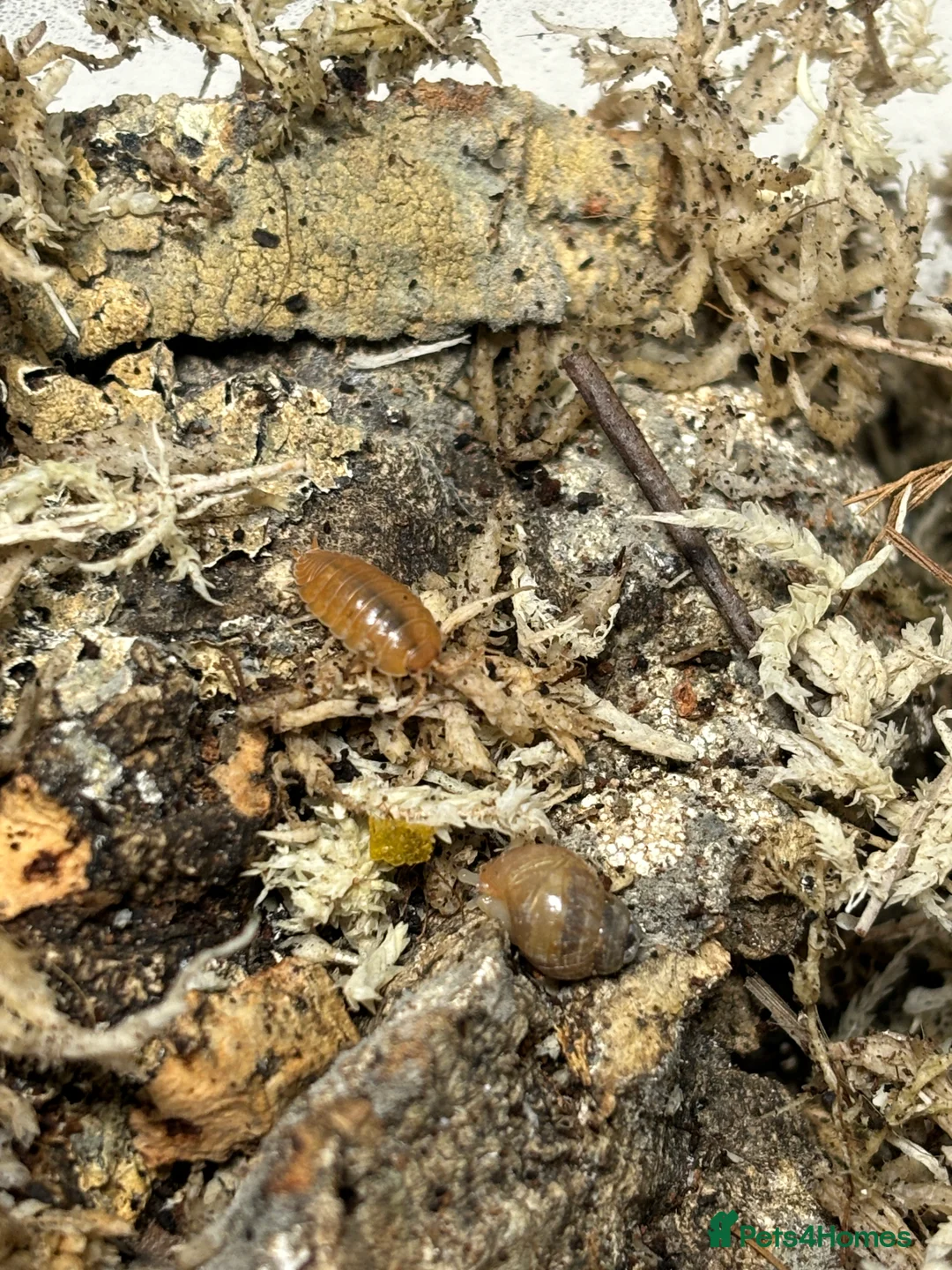 Isopods invertebrates for sale: Multiple isopods for sale - Advert 2