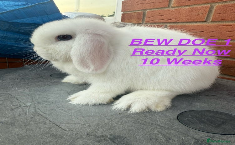Mini Lop rabbits in Chard - Advert 1