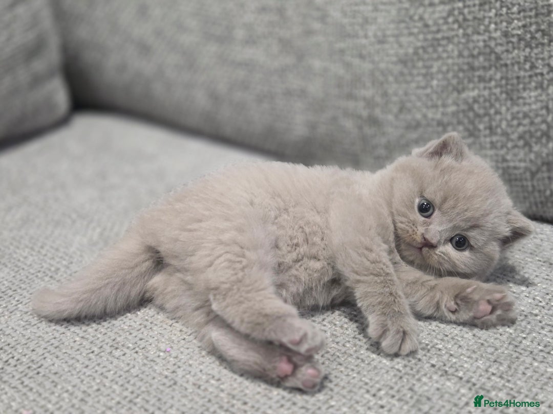 British Shorthair cats for sale: Gorgeous Pure Breed British shorthair kittens  - Advert 15