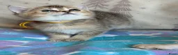 British Shorthair cats for sale: British Shorthair  - Advert 13