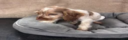 Cocker Spaniel dogs for sale: Adorable little show cocker spaniel pups  - Advert 5