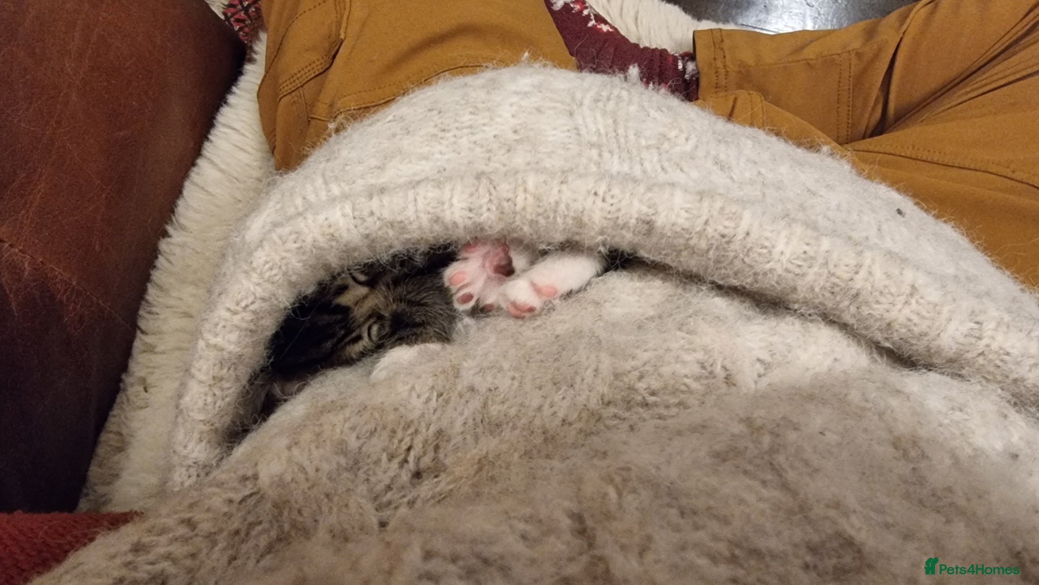 Mixed Breed cats for sale: BONDED PAIR bro/sis kittens - Advert 11