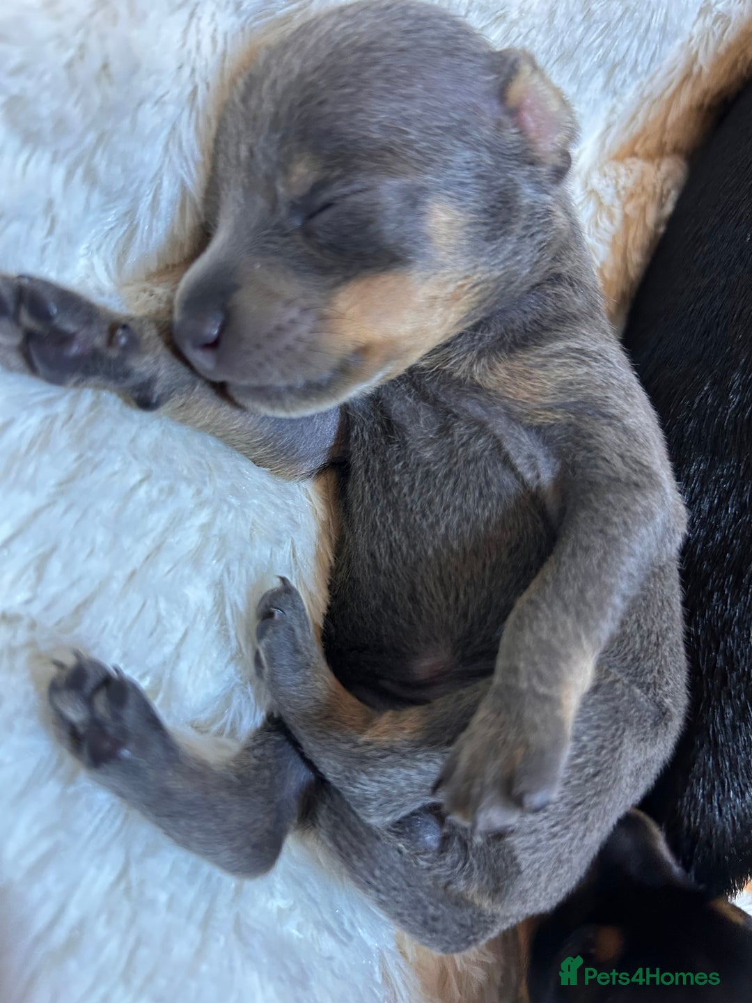 Miniature Pinscher dogs for sale: Gorgeous MinPin Puppies-Ready from 8th Dec! - Advert 29