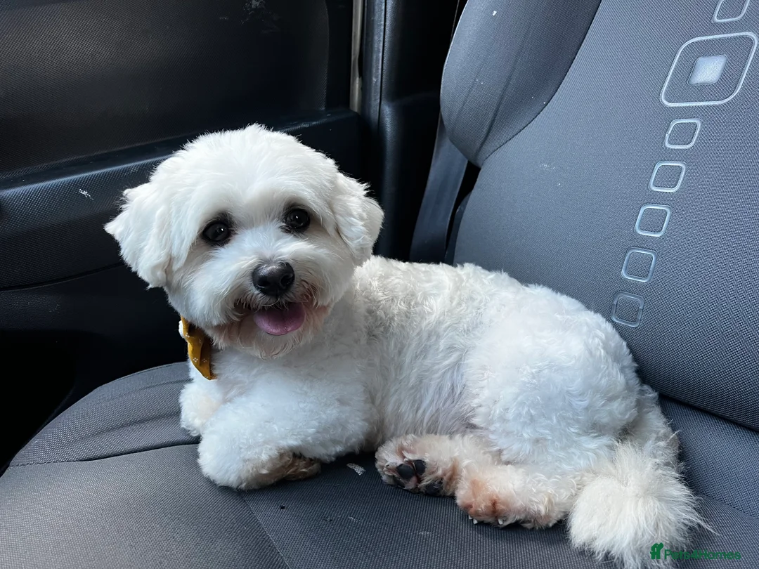 Cavachon dogs for sale: Loulou  - Advert 1