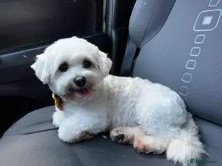 Cavachon dogs Loulou - Advert 2