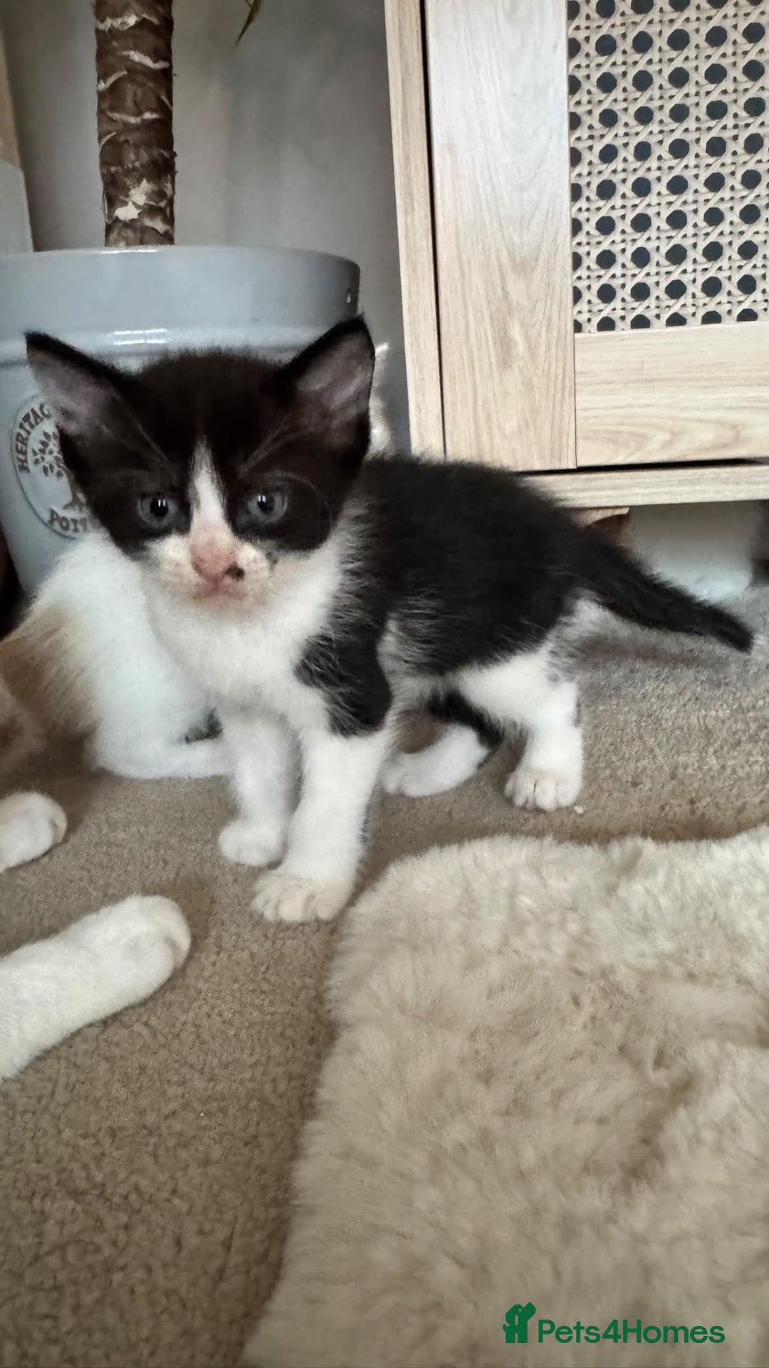 Mixed Breed cats Rag Doll Mixed Breed  - Advert 5