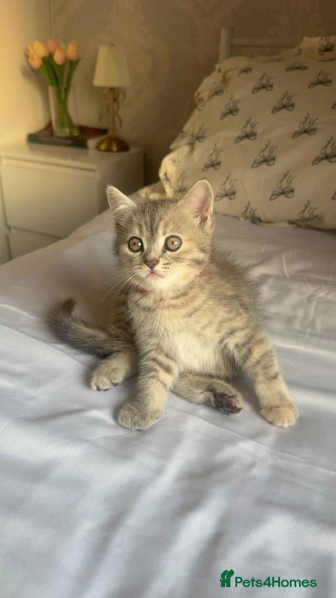 Persian cats for sale: Gorgeous persian kitten  - Advert 2