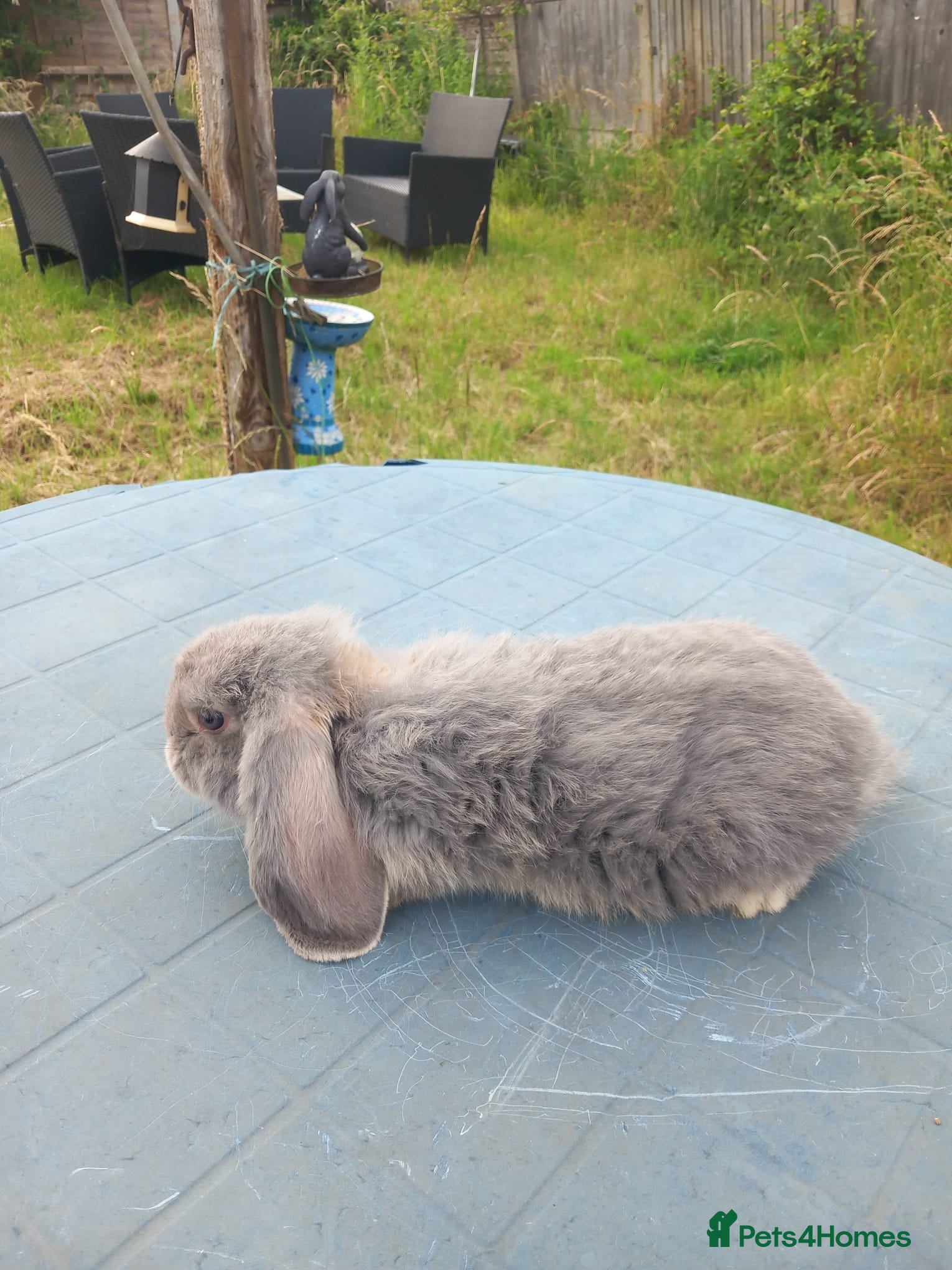 French Lop rabbits PEDIGREE FRENCH LOP WITH ACCESSORIES  - Advert 1