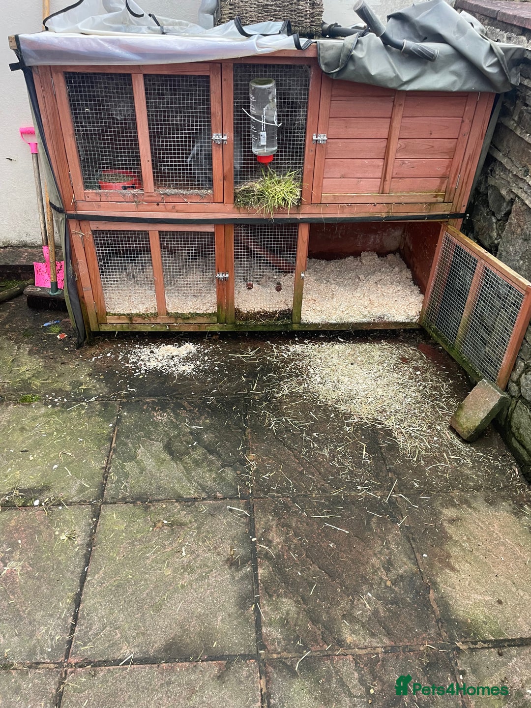 Mixed Breed rabbits for sale: Rabbits for rehome  - Advert 1