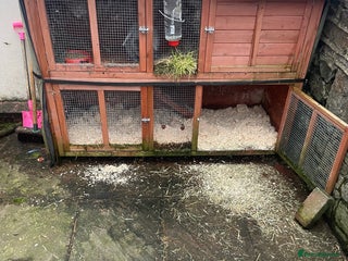 Mixed Breed rabbits Rabbits free to a good home. - Advert 2