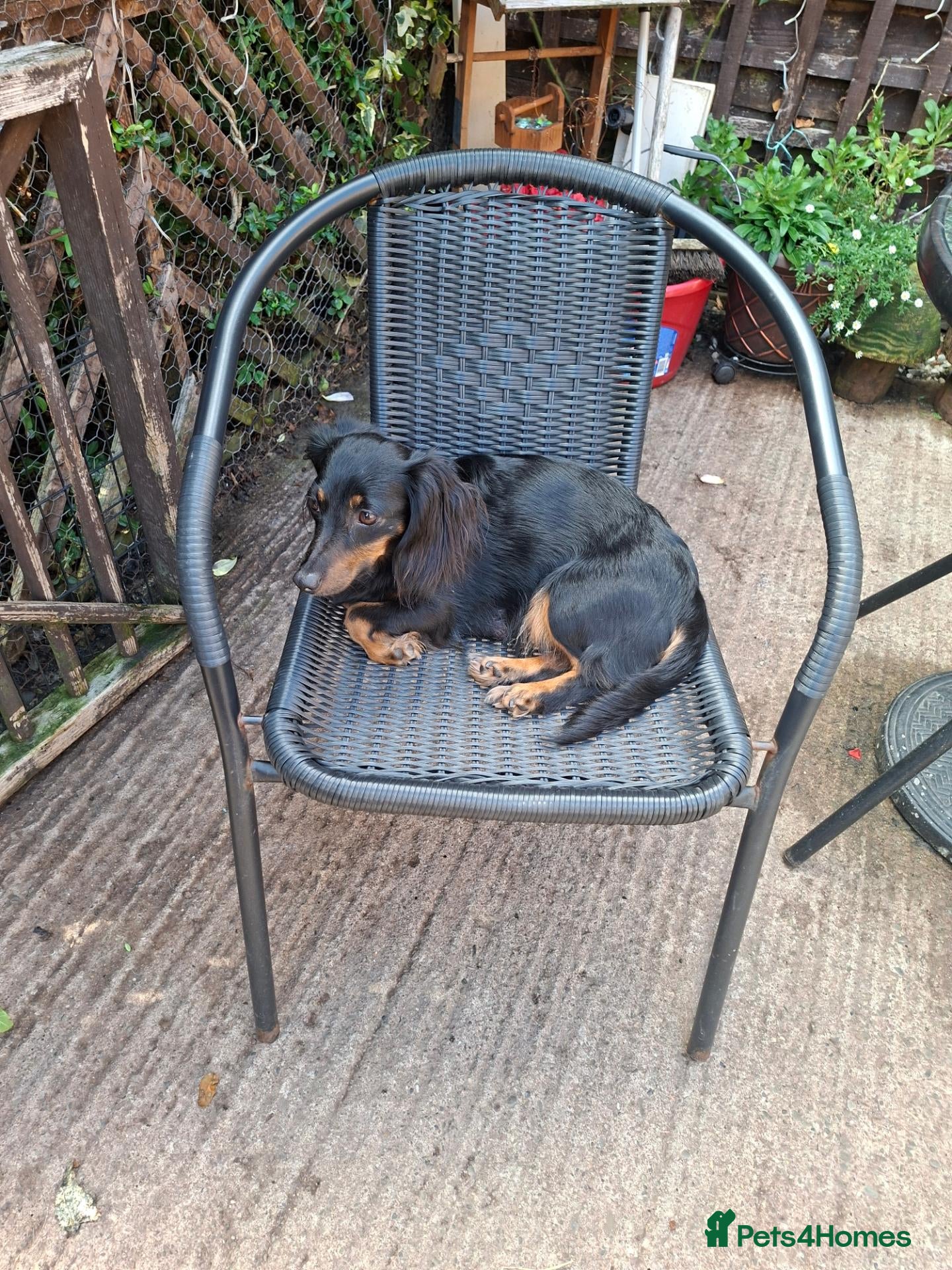 Miniature Dachshund dogs Miniature dachshund pups - Advert 4