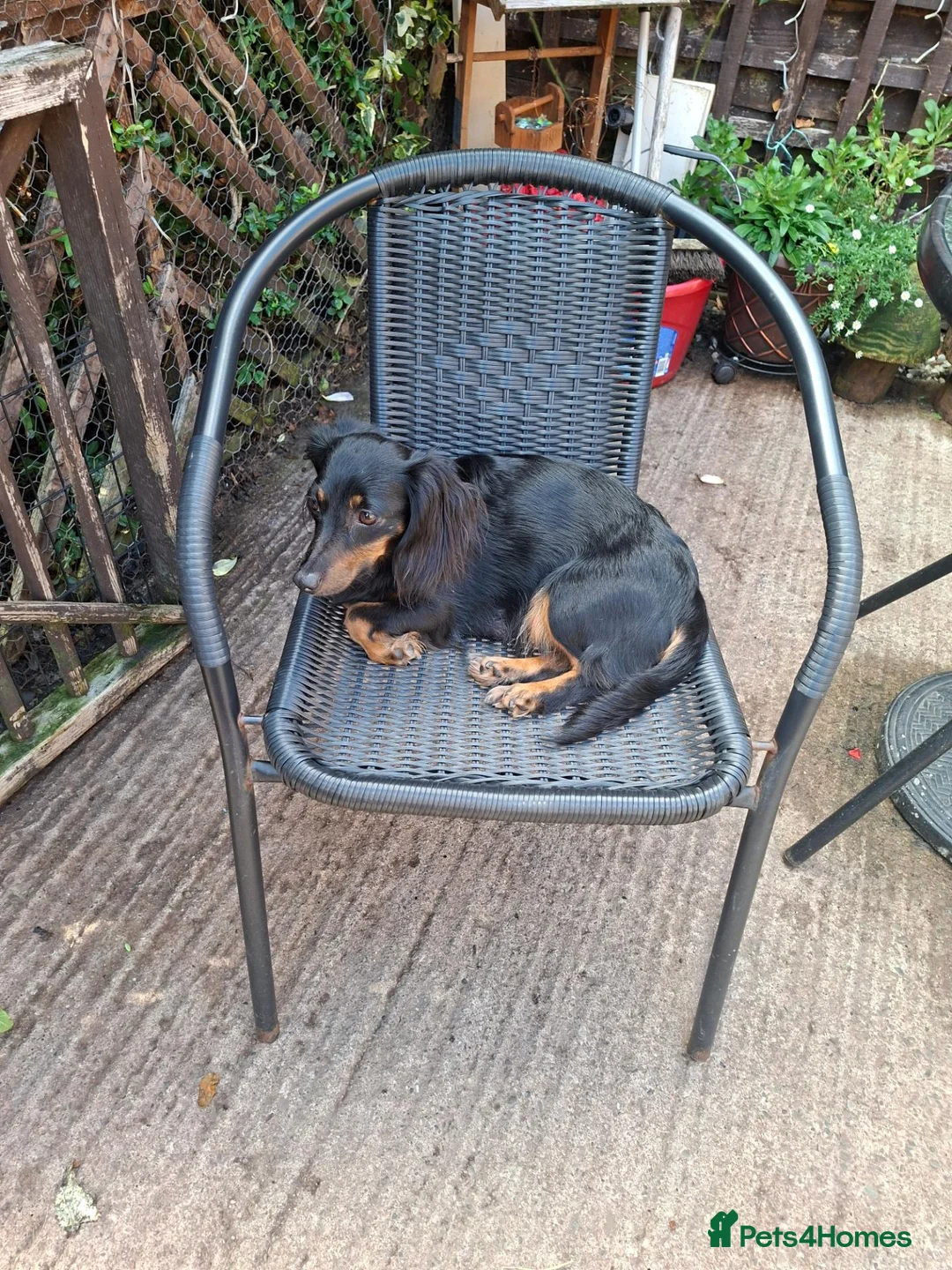 Miniature Dachshund dogs for sale: Miniature dachshund pups - Advert 1