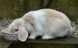 Mini Lop rabbits for sale: Minilops male and female  - Advert 9