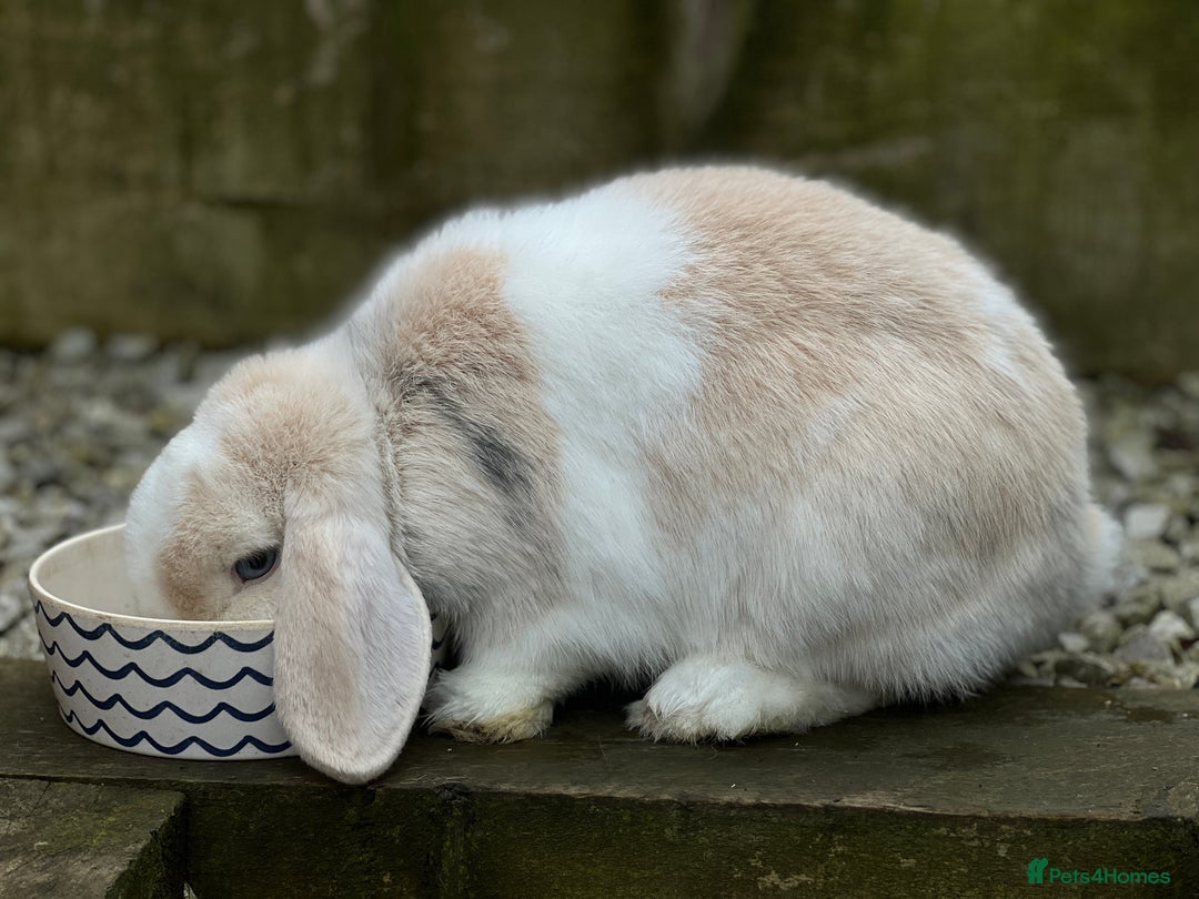 Mini Lop rabbits for sale: Minilops male and female  - Advert 9
